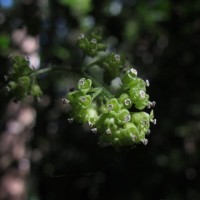 Cyclea peltata (Lam.) Hook.f. & Thomson